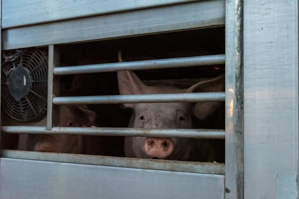 도살장으로 옮기기 트럭에 돼지들 — 스톡 사진