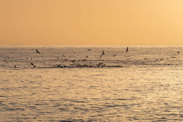 Gaviotas Medio Del Mar Que Buscan Pescar Banco Peces —  Fotos de Stock