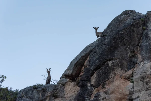 Capre Montagna Maschio Capra Pyrenaica Sopra Una Grande Roccia — Foto Stock