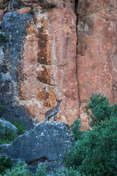 Capra Montagna Capra Pyrenaica Giovane Maschio Alcune Scogliere — Foto Stock