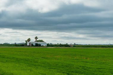 Tarım deposu, palmiye ağaçları ve bulutlu gökyüzü olan tahıl tarlaları..