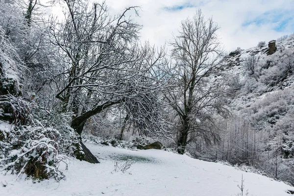 Paesaggio Inverno Freddo Con Alberi Montagne Coperte Una Coltre Neve — Foto Stock