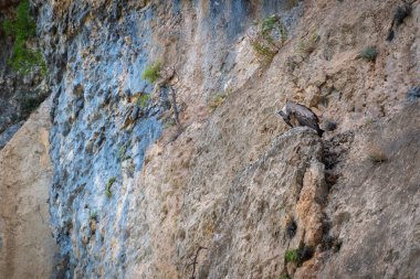 Sierra de Cazorla 'daki Griffon akbabası (Gyps fulvus).