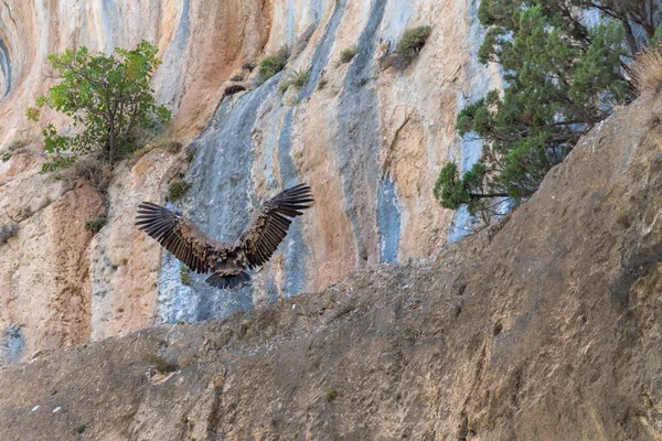 Vautour Griffon Gyps Fulvus Dans Sierra Cazorla — Photo