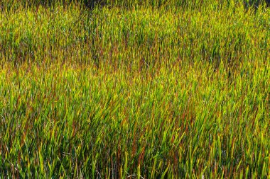 Yeşil ve sarı bitkilerle yaratılmış doku, canlı renkli bitkiler suda büyüyor..
