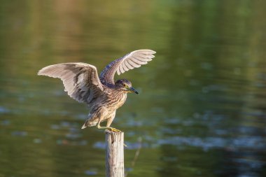 Genç siyah taçlandırılmış gece balıkçıl (Nycticorax nycticorax) bataklıktaki bir kütükte kanatları açık