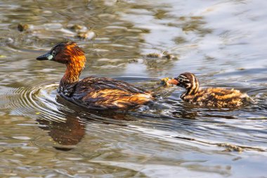 Güney Granada, İspanya 'da bir sulak arazide yavrusuyla birlikte küçük bir yunusa (taşibaptus ruficollis) yakın çekim.
