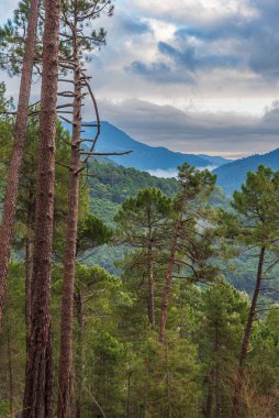 Arka planda ağaçlarla kaplı orman manzarası ve Calar del Mundo dağları ve La Sima Doğal Parkı, Albacete, İspanya