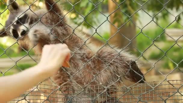 Raton laveur affamé derrière la cage — Video