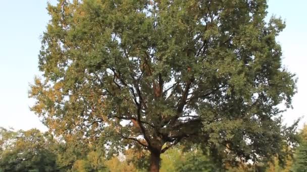 La transformación de un árbol del verano al otoño — Vídeos de Stock