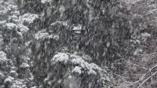 Chute de neige dans le parc 
