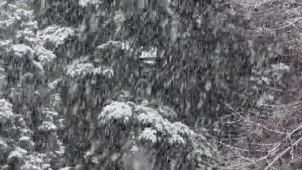 Floresta de neve no parque — Vídeo de Stock