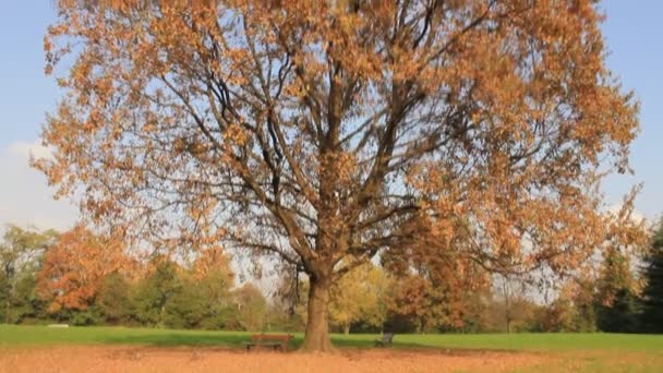 Sonbahar sırasında bir parkta bir ağaç