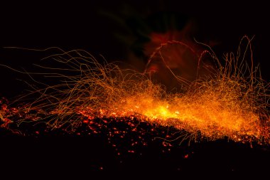 Hangi güzel vahşi Iris bir kene oturur