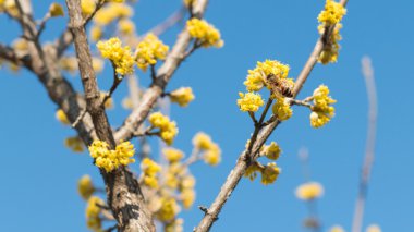 Hangi güzel vahşi Iris bir kene oturur