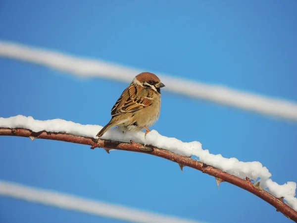 Yeşil ağaç kurbağası (yeşil Arborea) — Stok fotoğraf