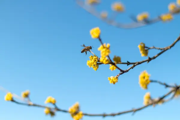 Hangi güzel vahşi Iris bir kene oturur