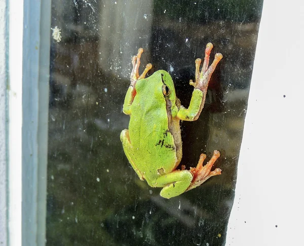 ツリーの緑のカエル (アマガエル アルボレア) — ストック写真