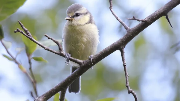 Blue tit on a branch — Stock Photo, Image