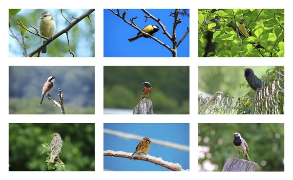 Collection of photos of birds — Stock Photo, Image