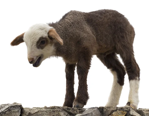Little lamb isolated — Stock Photo, Image