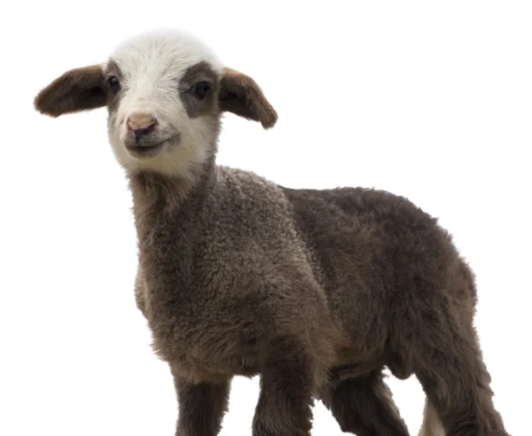 Little lamb isolated — Stock Photo, Image