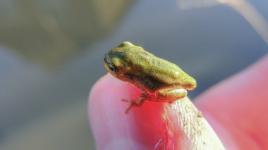 Yeşil arborea iribaş el takip ile