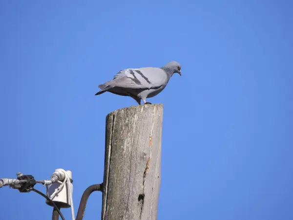Dove sitting on a pole — Stock Photo, Image