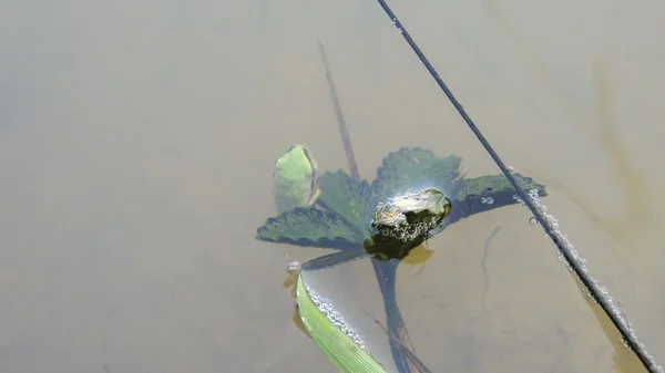 Тадполе дерево жаба у воді — стокове фото