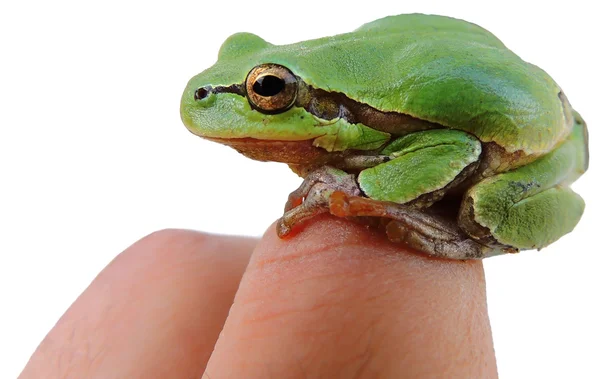 Frog — Stock Photo, Image