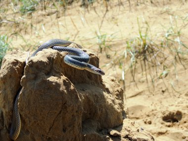   Yılanı (Dolichophis caspius). 