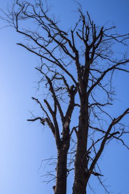 ölü, ağaç kurutulmuş