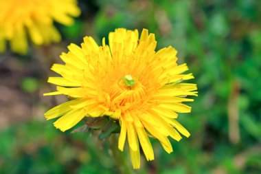 Çiçek örümcek avcılık bir karahindiba