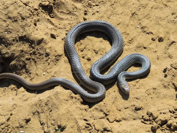   Yılanı (Dolichophis caspius). 