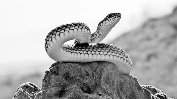Змея (Dolichophis caspius ). — стоковое фото