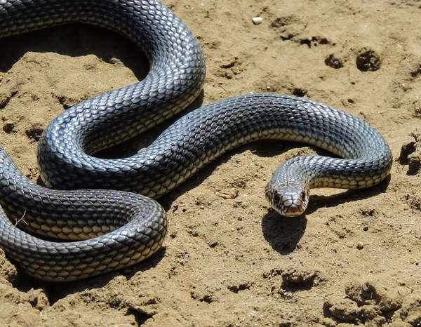 Змея (Dolichophis caspius ). — стоковое фото