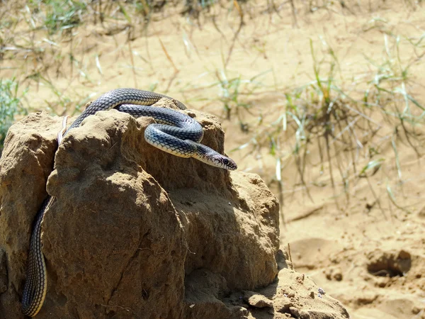 Змея (Dolichophis caspius ). — стоковое фото