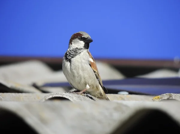 Pardal no telhado — Fotografia de Stock