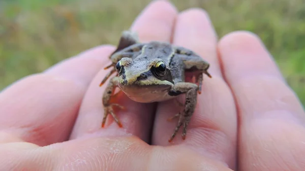 Frosch zur Hand — Stockfoto