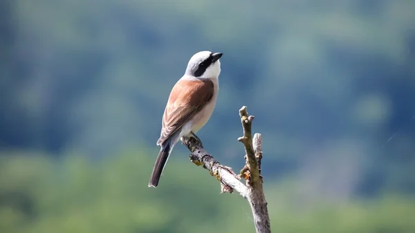 Shrike... — Fotografia de Stock