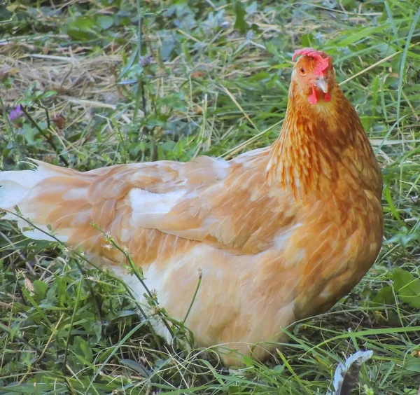 Tyúk csirke — Stock Fotó