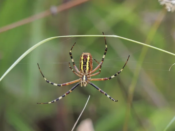 Araignée "Argiope bruennichi " — Photo