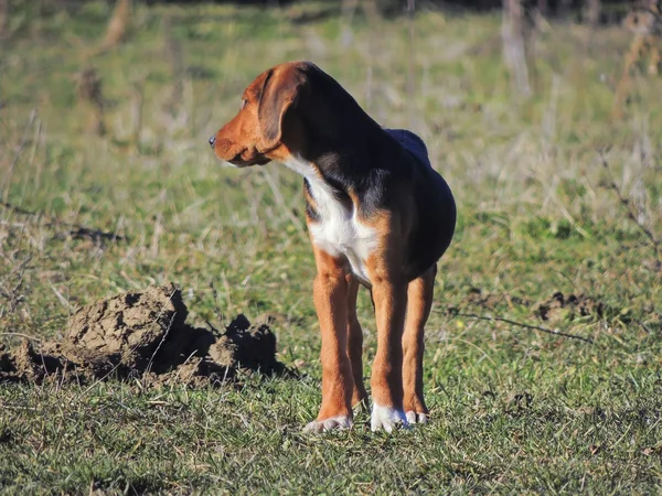 The Hound. — Stock Photo, Image