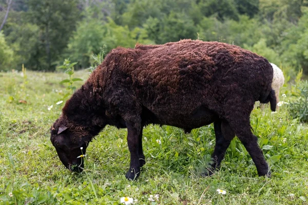 Sheep black — Stock Photo, Image