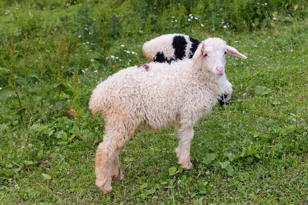 Lambs — Stock Photo, Image