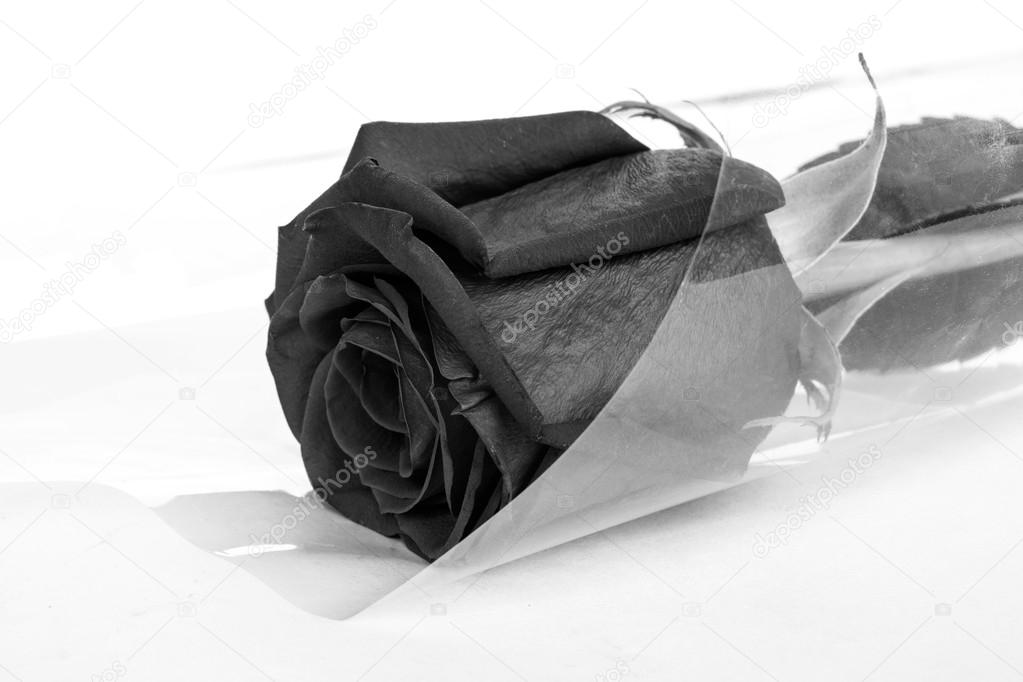 Scarlet, black and white rose