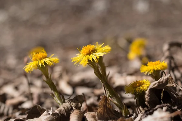 Die Gruppe tussilago blumen — Stockfoto