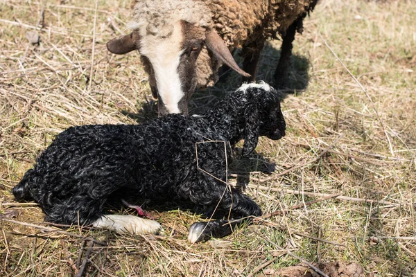 Agnello neonato — Foto Stock