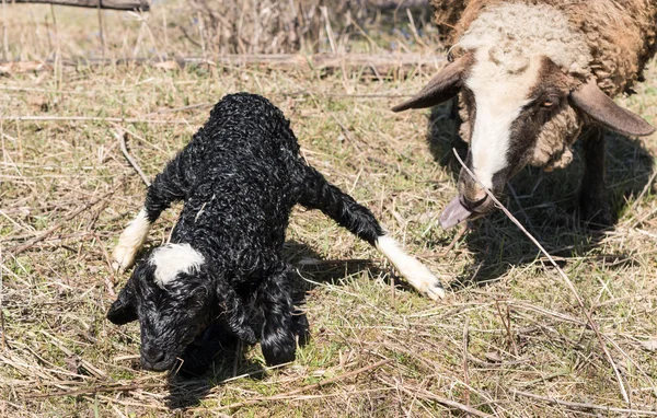 Newborn lamb — Stock Photo, Image