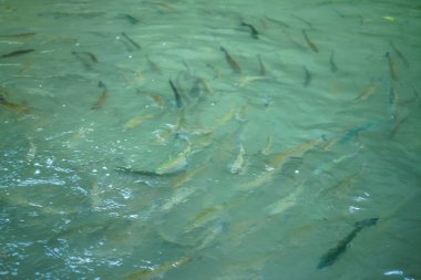 Tatlı su alabalığı beyaz su